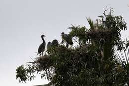 Plancia ëd Ardea melanocephala Children & Vigors 1826