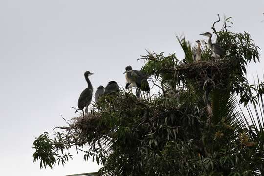 Image of Black-headed Heron