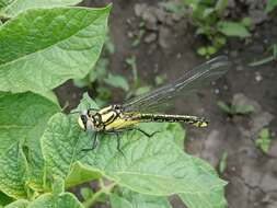 Image of Turkish Clubtail