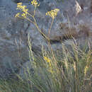 Image of Ferula tatarica Fischer ex Sprengel