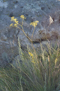 Image of Ferula tatarica Fischer ex Sprengel