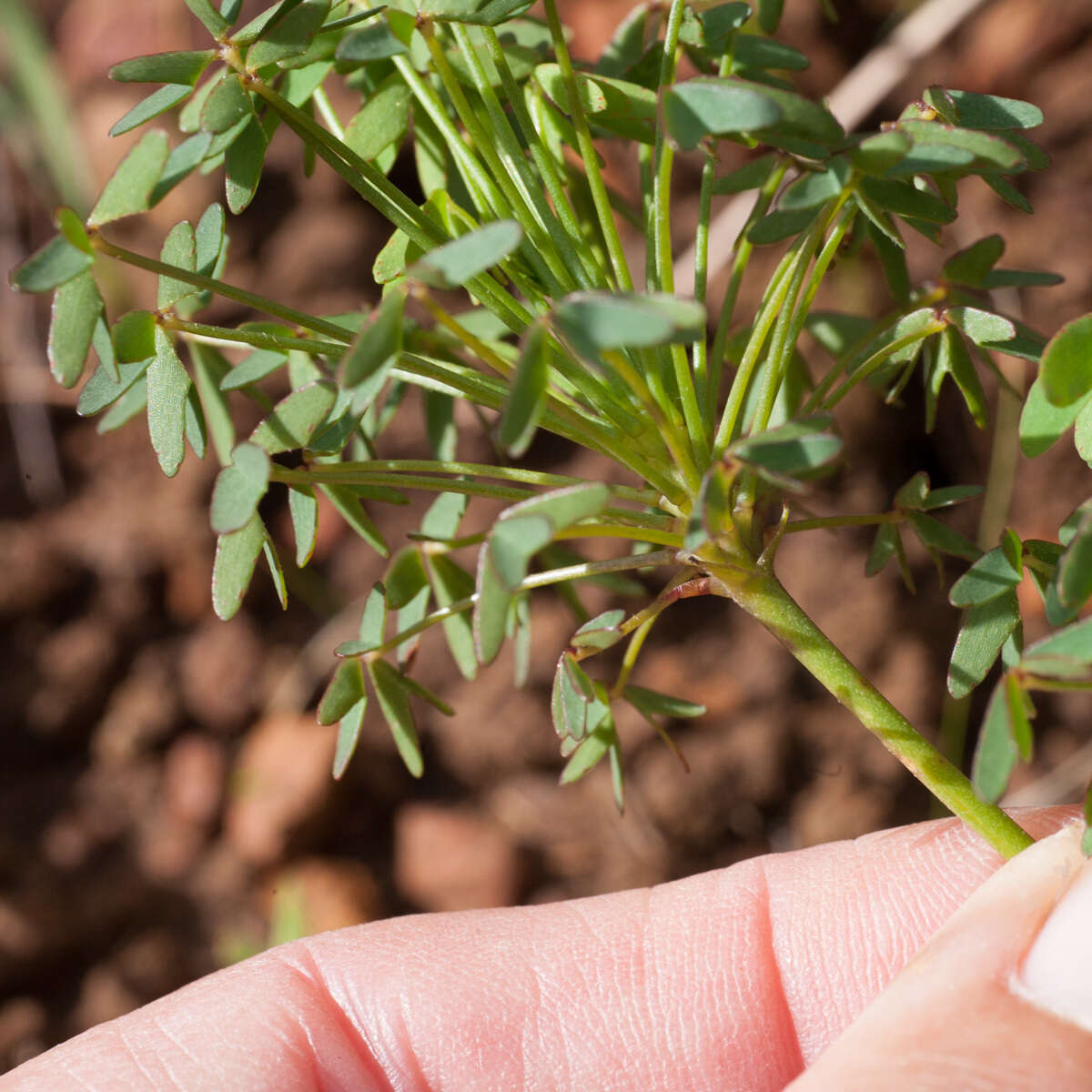 Image of Oxalis bifida Thunb.