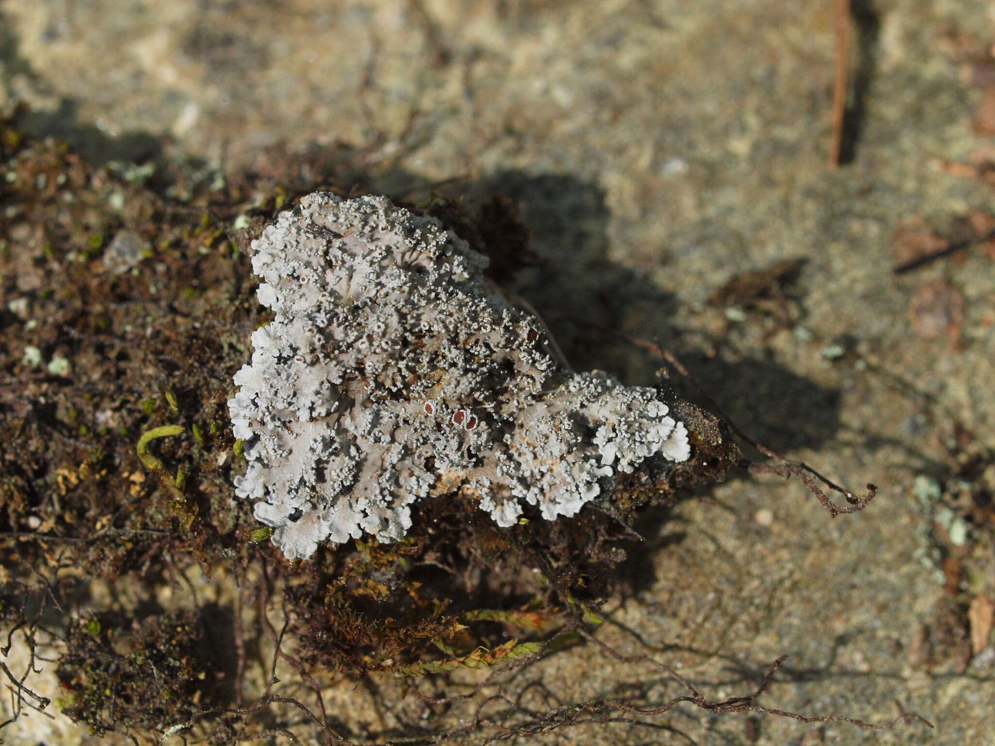 Image of Tavares' matted lichen