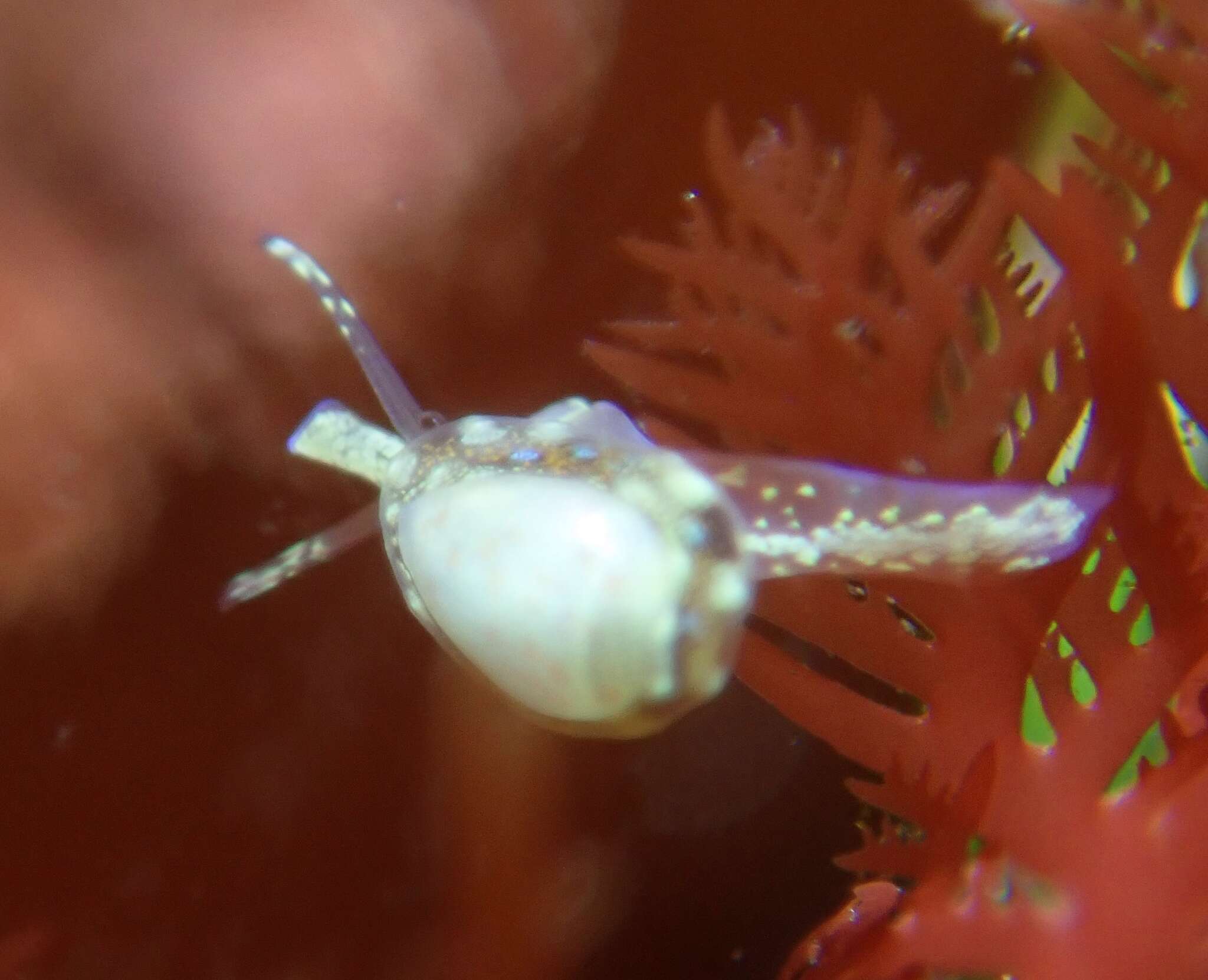 Image of Granulina margaritula (Carpenter 1857)