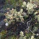 Imagem de Olearia frostii (F. Müll.) J. H. Willis