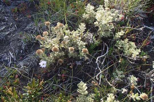 Olearia frostii (F. Müll.) J. H. Willis resmi