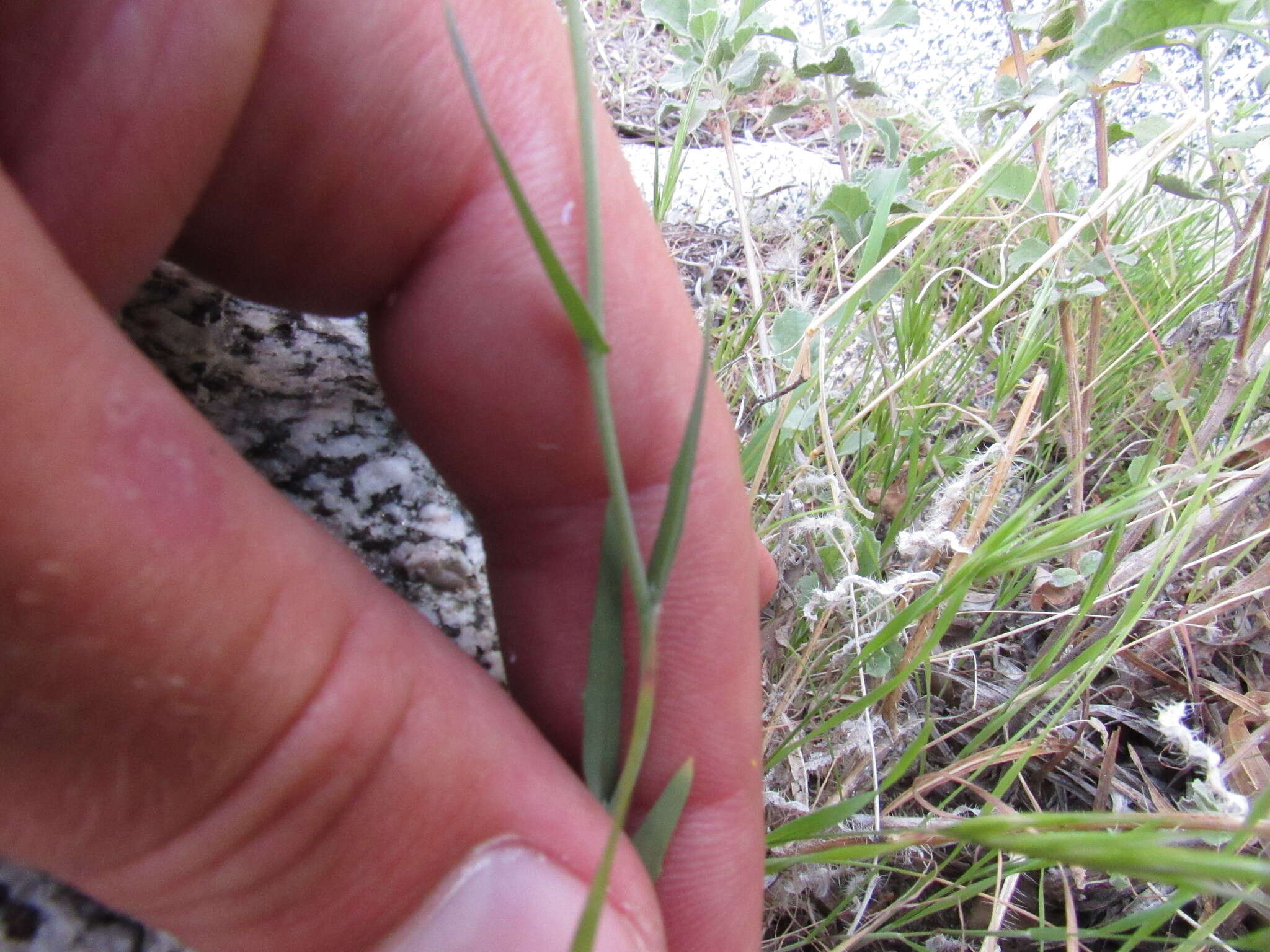 Image of sand fringepod