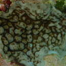 Image of hump coral