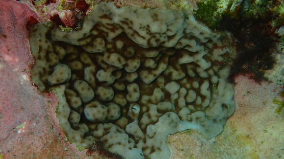 Image of hump coral