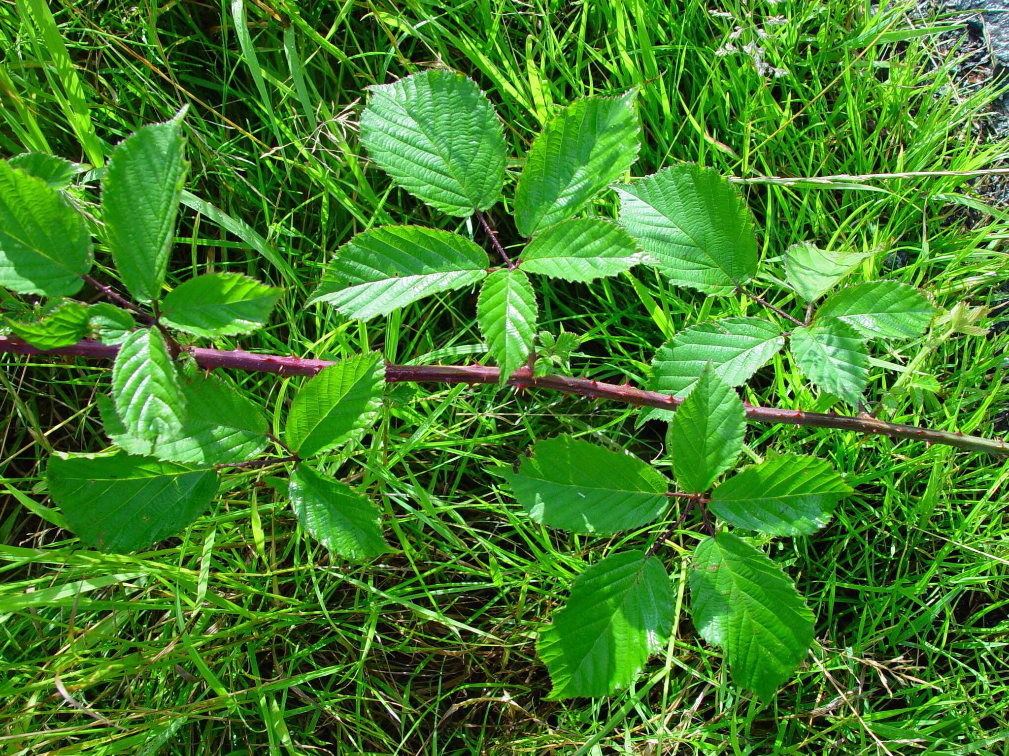 Image de Rubus radula Weihe ex Boenn.