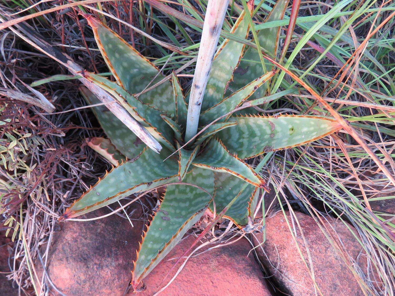 Image of Aloe transvaalensis Kuntze