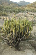 Image of Myrtillocactus schenckii (J. A. Purpus) Britton & Rose