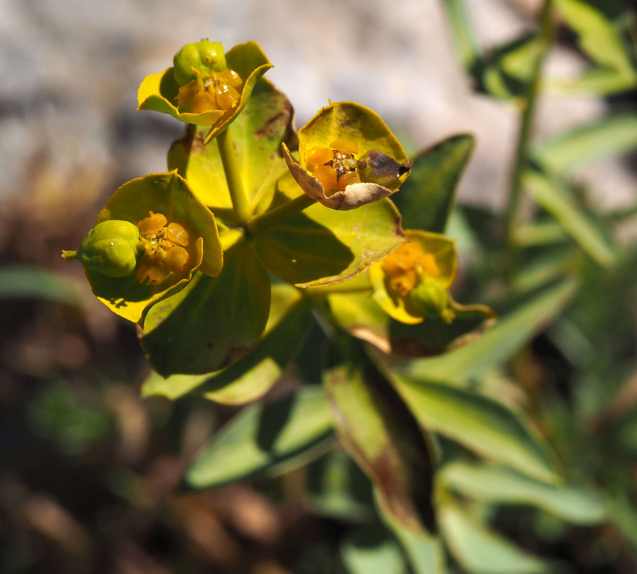 Image of Euphorbia antilibanotica Mouterde