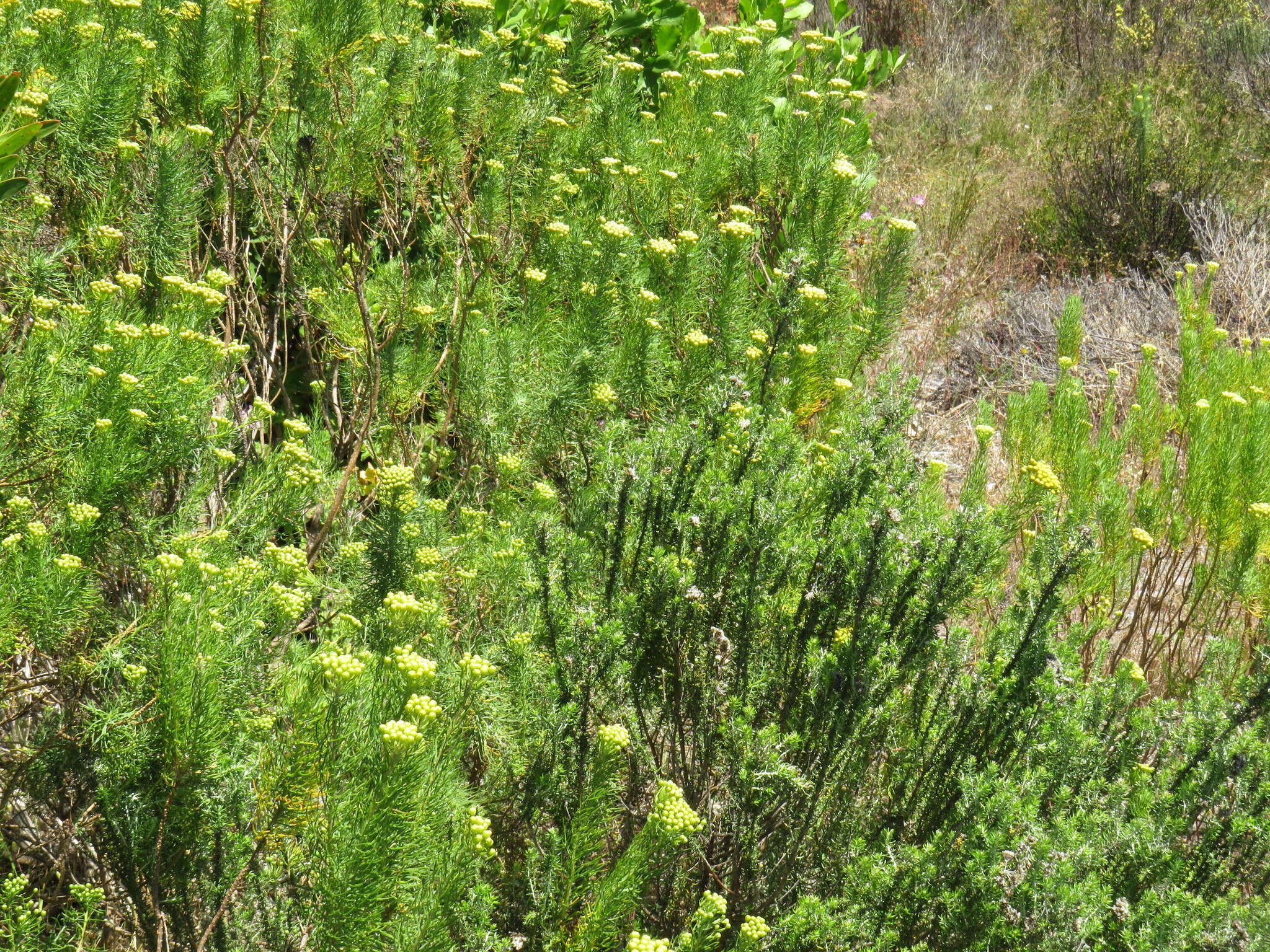 Image de Athanasia crithmifolia (L.) L.