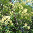 Imagem de Acacia schinoides Benth.