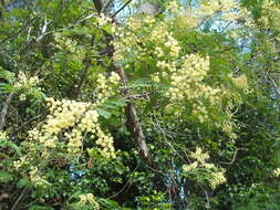 Imagem de Acacia schinoides Benth.