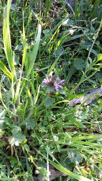 Image of Lamium confertum Fr.