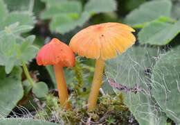 Image of Hygrocybe subpapillata Kühner 1979