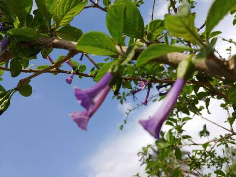 Image of Iochroma cyaneum (Lindl.) M. L. Green