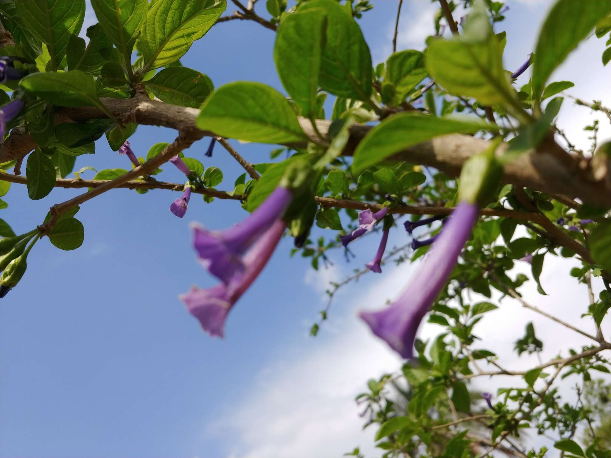 Image of violet churcu