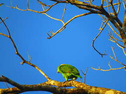 Image of Amazona auropalliata parvipes Monroe, Howell & TR 1966