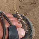 Image of Cross-marked Semaphore Gecko