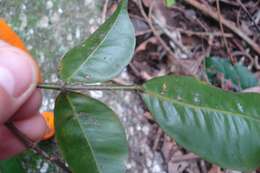 Image of Swartzia simplex var. grandiflora (Raddi) Cowan