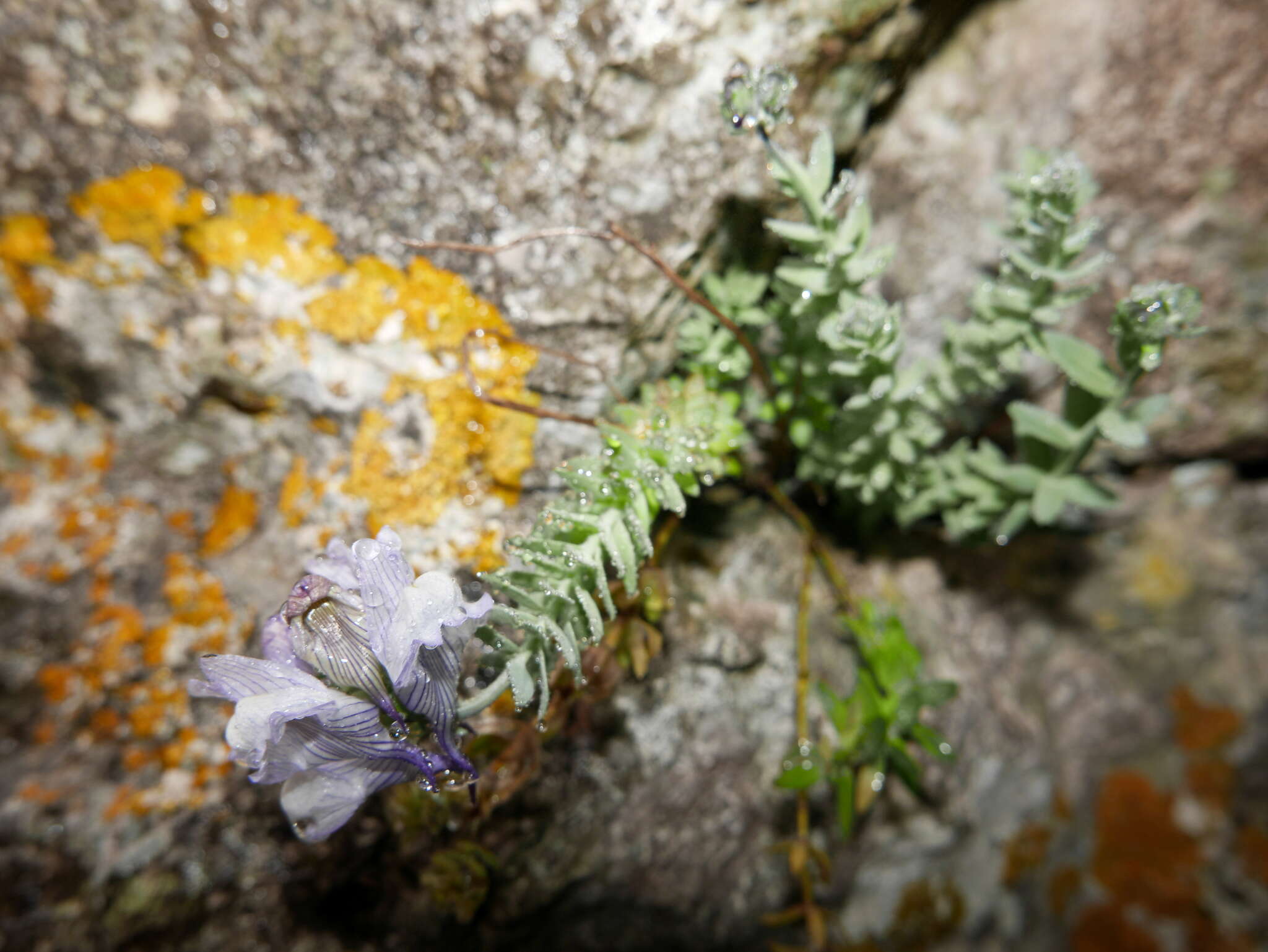 Image of Linaria verticillata subsp. anticaria (Boiss. & Reut.) L. Sáez & M. B. Crespo