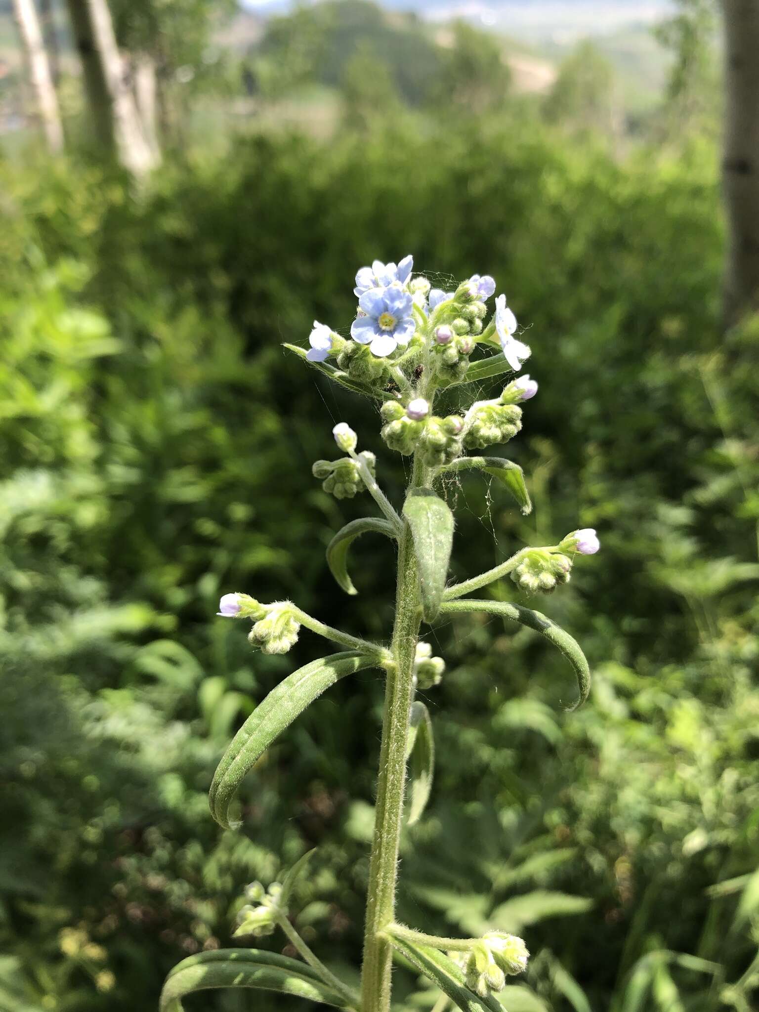 Image of manyflower stickseed