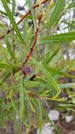 Image of Hakea eriantha R. Br.