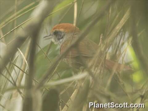 Image of Rufous-capped Spinetail