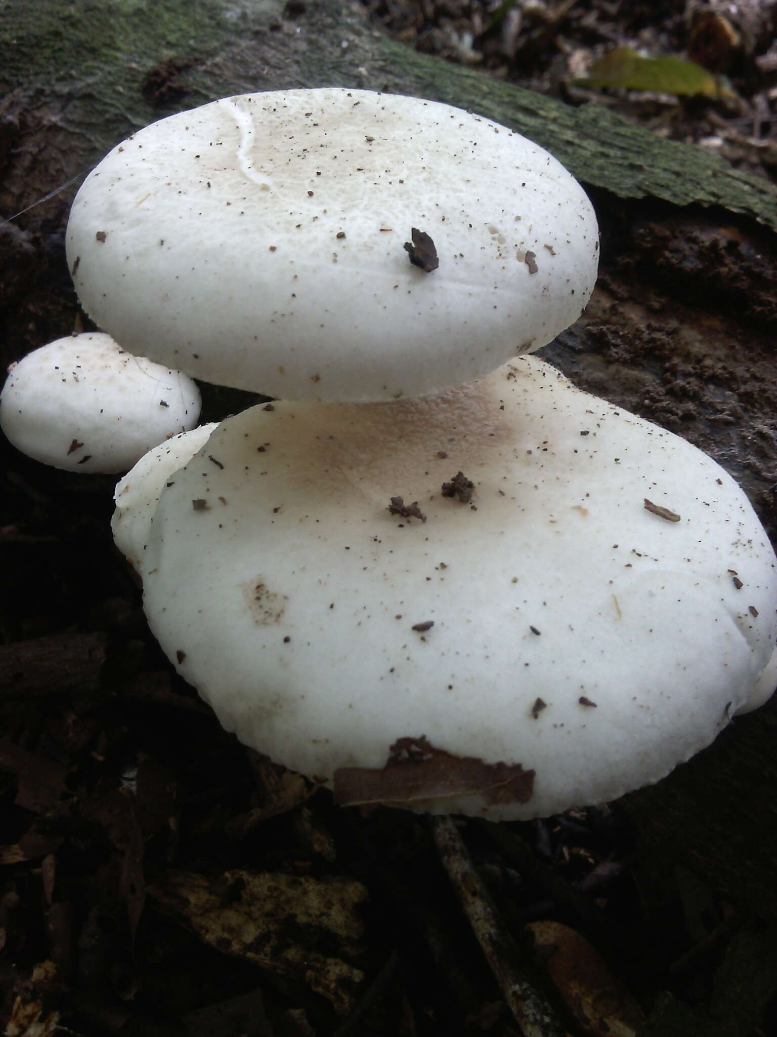 Image of Oudemansiella australis G. Stev. & G. M. Taylor 1964