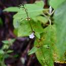 Image of Scutellaria macra Epling