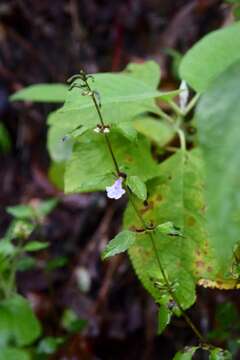 Image of Scutellaria macra Epling