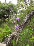 Image of Tillandsia streptocarpa Baker