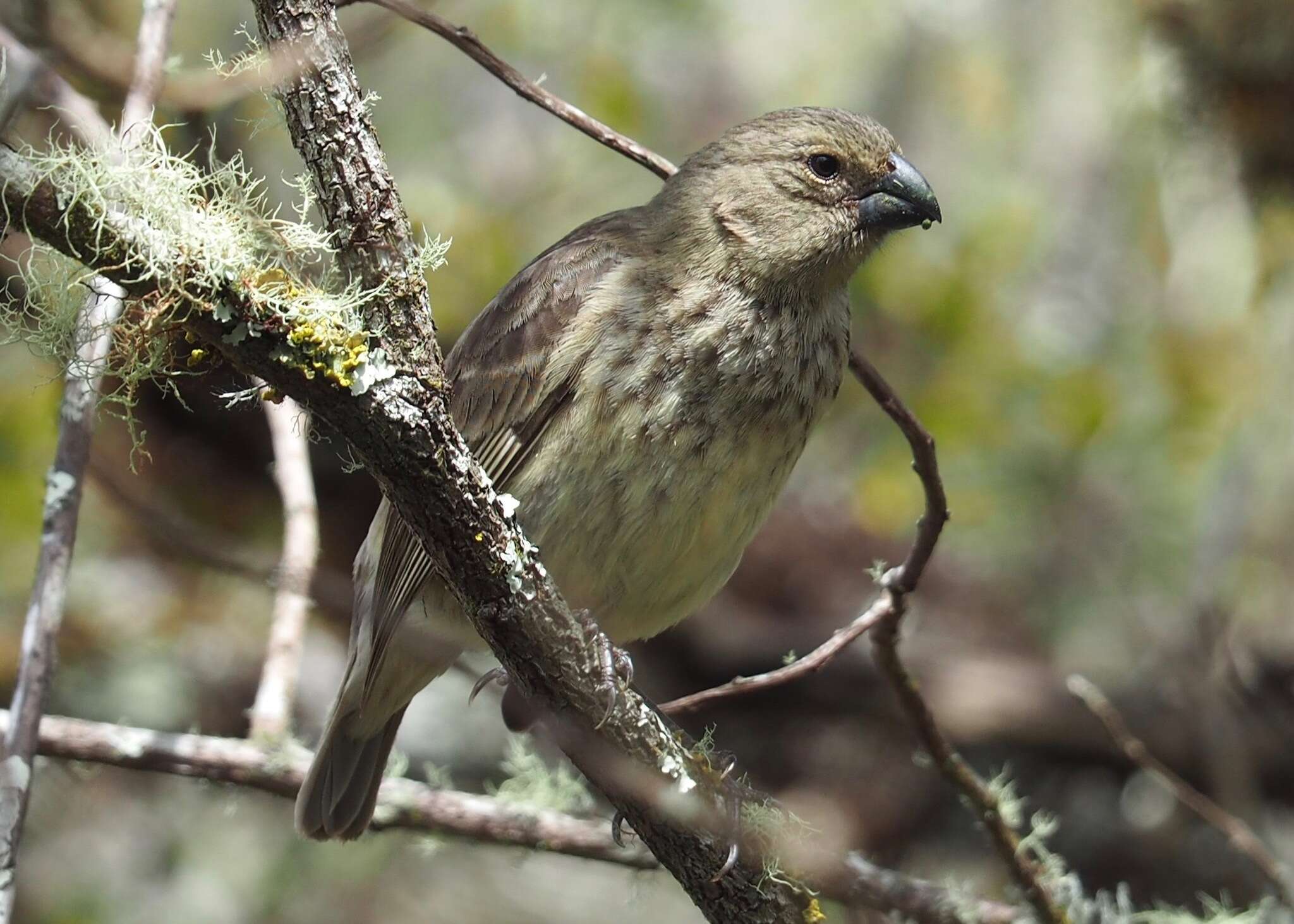 Image of Platyspiza Ridgway 1897