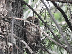 Image of California Spotted Owl