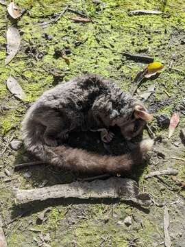 Image of Sugar Glider