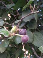 Image of Punjab fig