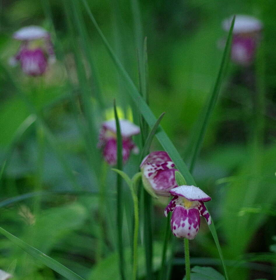 Image of Spotted lady's slipper