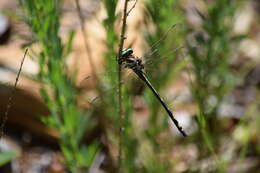 Image of Arrowhead Spiketail