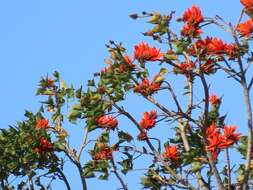 Image of Common Coral tree