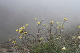 Слика од Senecio antofagastanus Cabrera