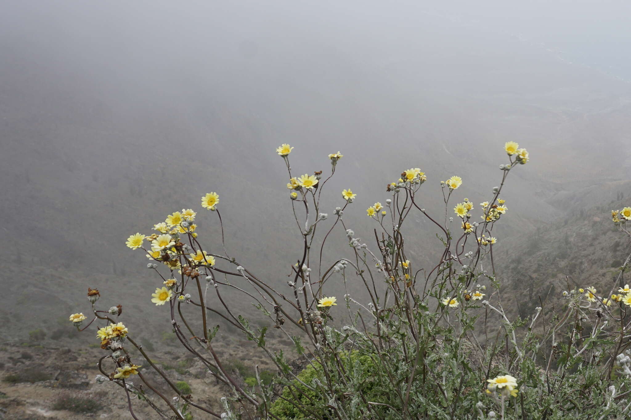 Слика од Senecio antofagastanus Cabrera