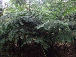 Image of Alsophila podophylla Hook.