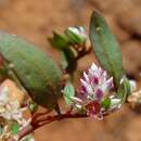 Image of Ptilotus gomphrenoides F. Müll.