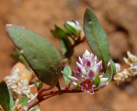 Ptilotus gomphrenoides F. Müll.的圖片