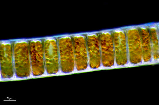 Image of <i>Ellerbeckia arenaria</i> (Moore ex Ralfs) R. M. Crawford 1988