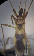 Image of Reduvius testaceus (Herrich-Schaeffer 1848)