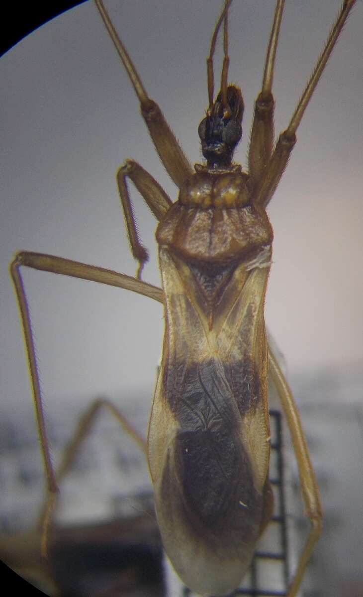 Image of Reduvius testaceus (Herrich-Schaeffer 1848)